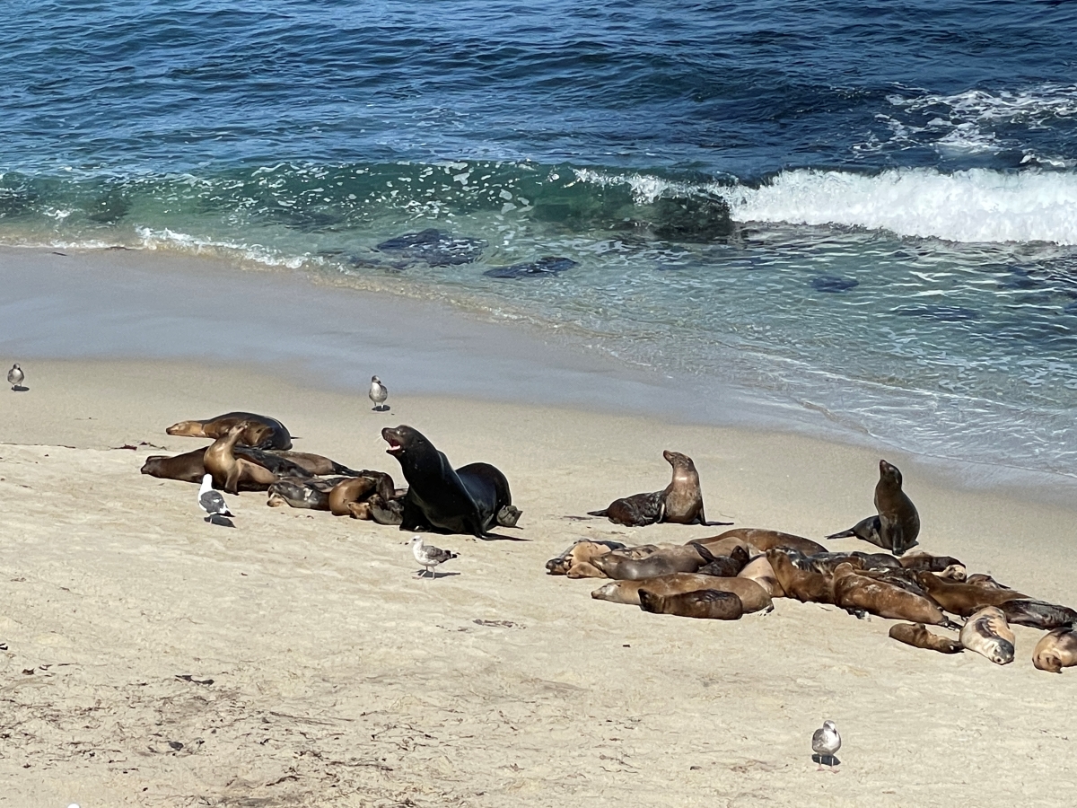 日本で絶滅したアシカがカリフォルニアで増えすぎている!?アザラシとの違いは？【動物ドッキリクイズ・その23】