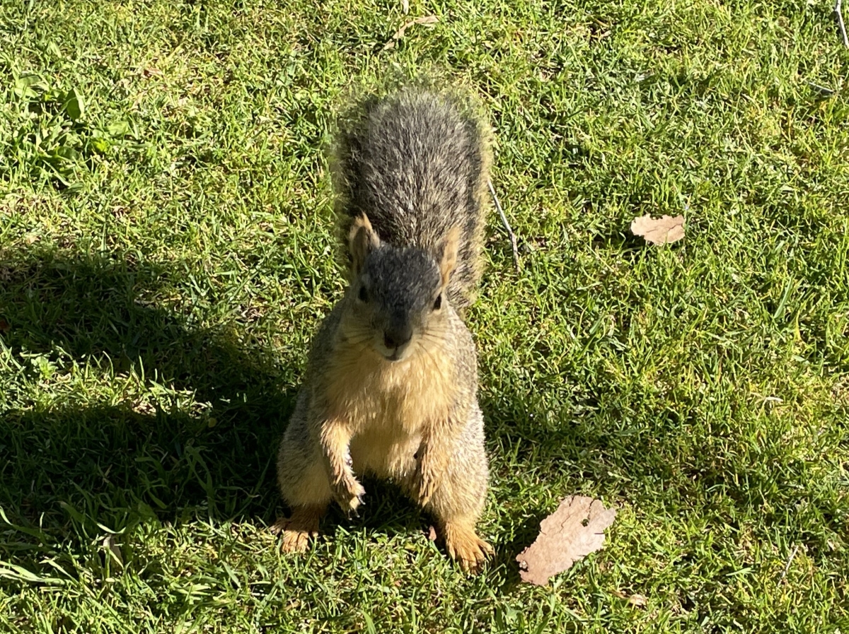 アメリカの「カリフォルニアジリス」は肉食!?最近発見されたショッキングな事実とは？【動物ドッキリクイズ・その21】