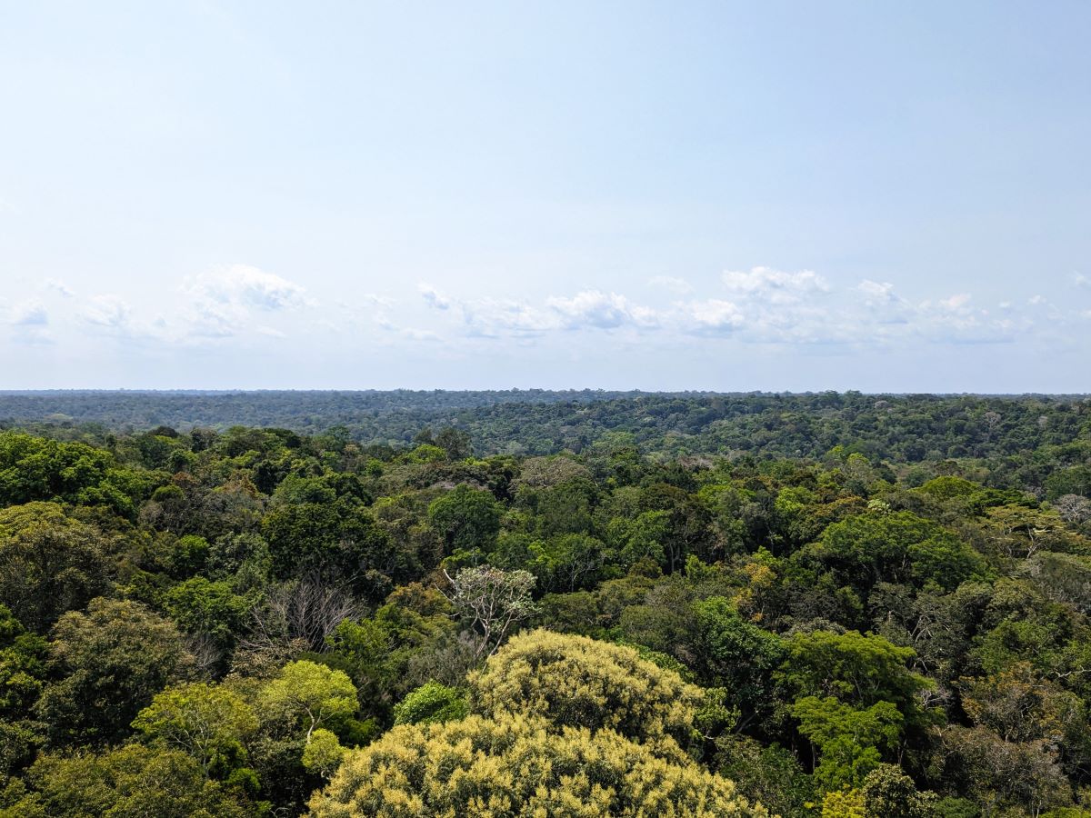 ジャングルを見下ろす絶景