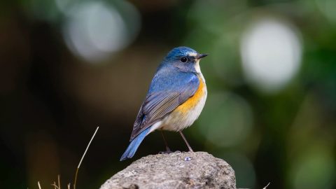 ヒタキの観察は初春がベストシーズン！幸せの青い鳥・ルリビタキとジョウビタキを見にいこう