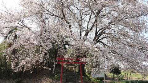 中山道歩き旅に必要な知恵は、すべて埼玉県で学んだ