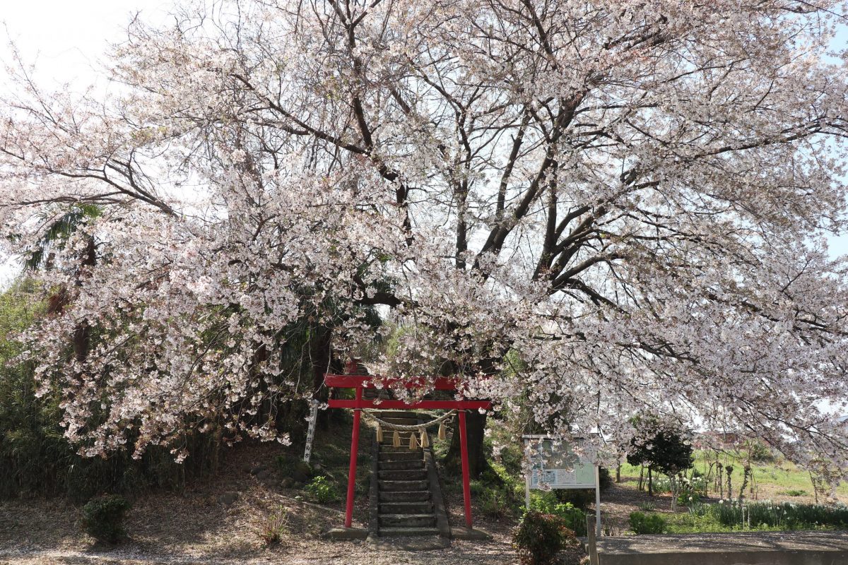 中山道歩き旅に必要な知恵は、すべて埼玉県で学んだ