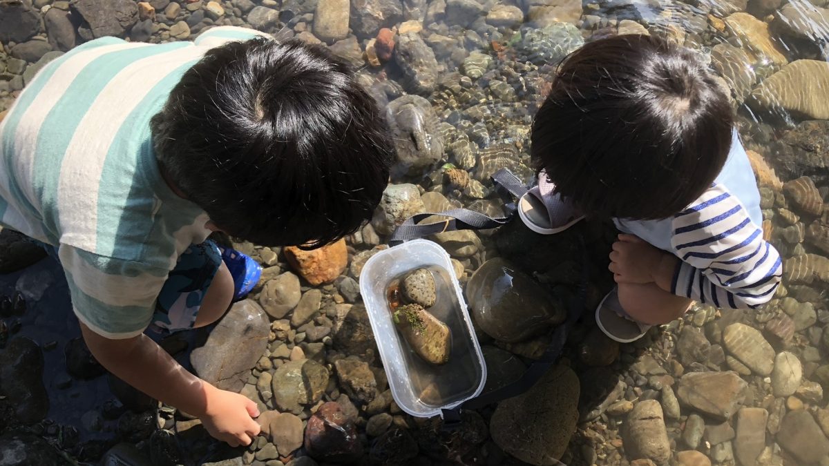 カニを観察する子ども