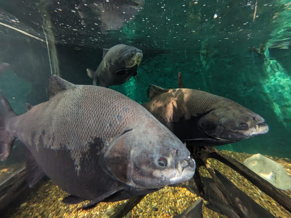 MUSA内にあるでタンバキの水槽。