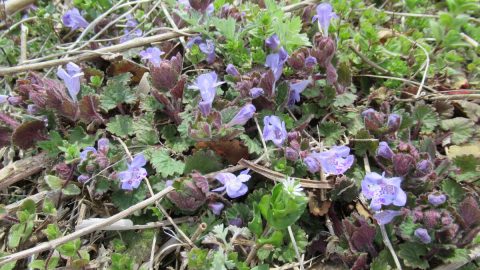 春の野の花を公園や道端で観察しよう。花が美しい雑草の探し方も紹介