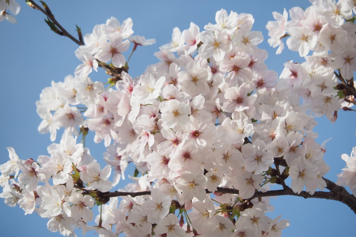 春の花