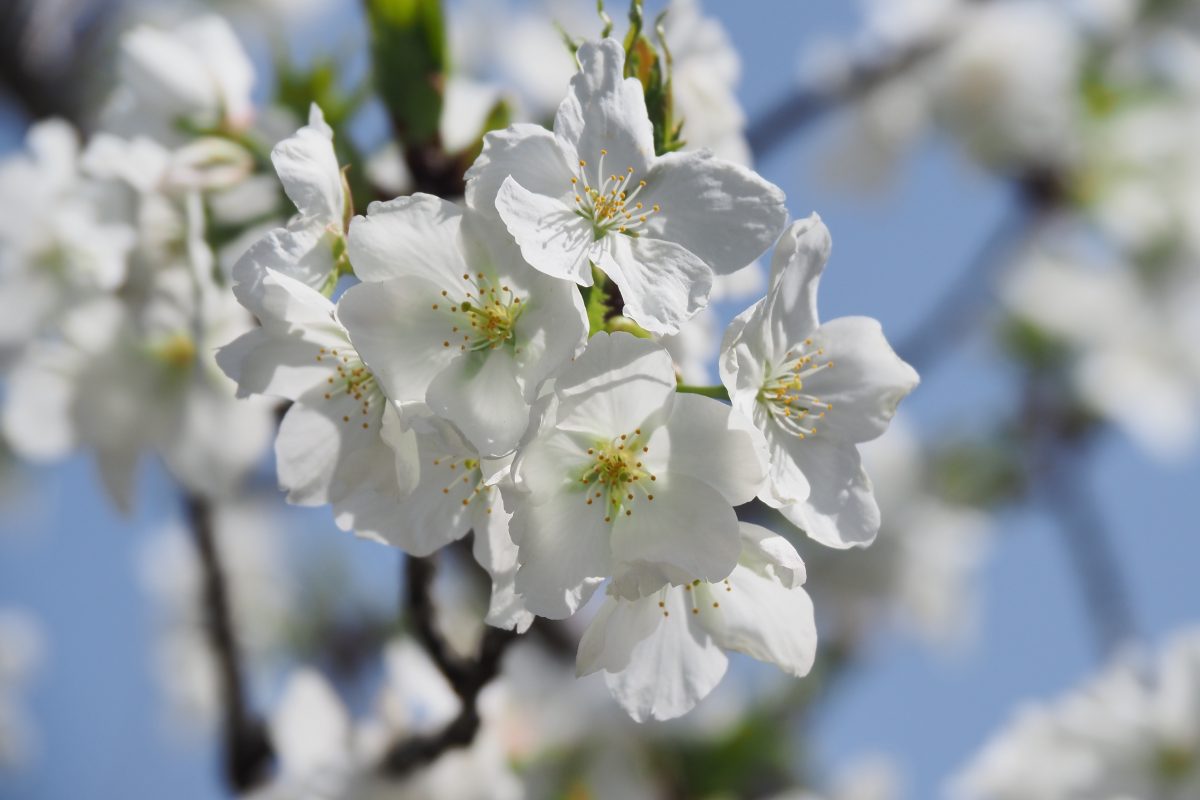 春の花